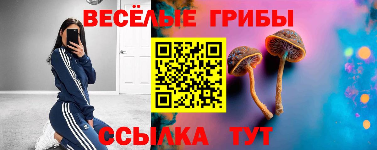 Галлюциногенные грибы Psilocybine cubensis Владимир